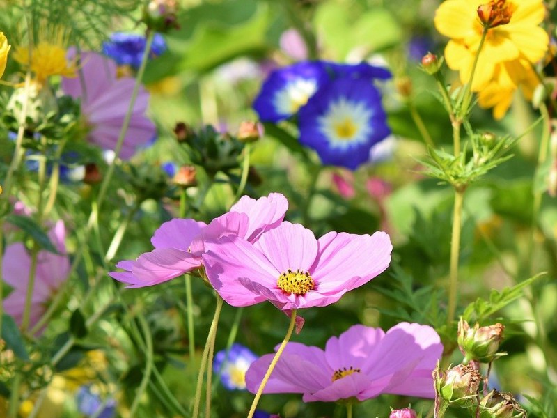 Rendez-vous en terre indigo : les pigments&nbsp;végétaux