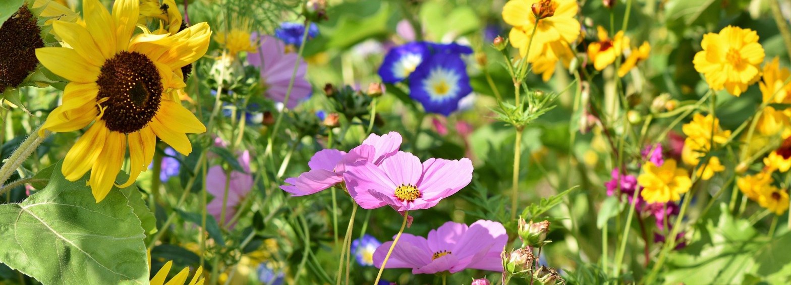 champ de fleurs de printemps