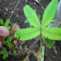 mimosa pudica gif plante sensitive
