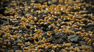 gif de pousses de plantes