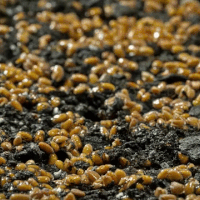 gif de pousses de plantes