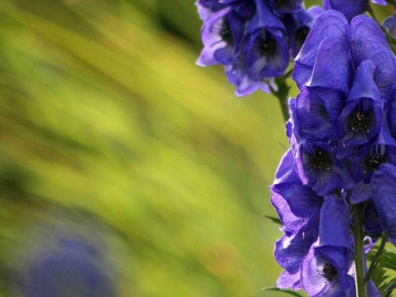 PEB#3 – L&rsquo;Aconit napel, c&rsquo;est mortel&nbsp;!