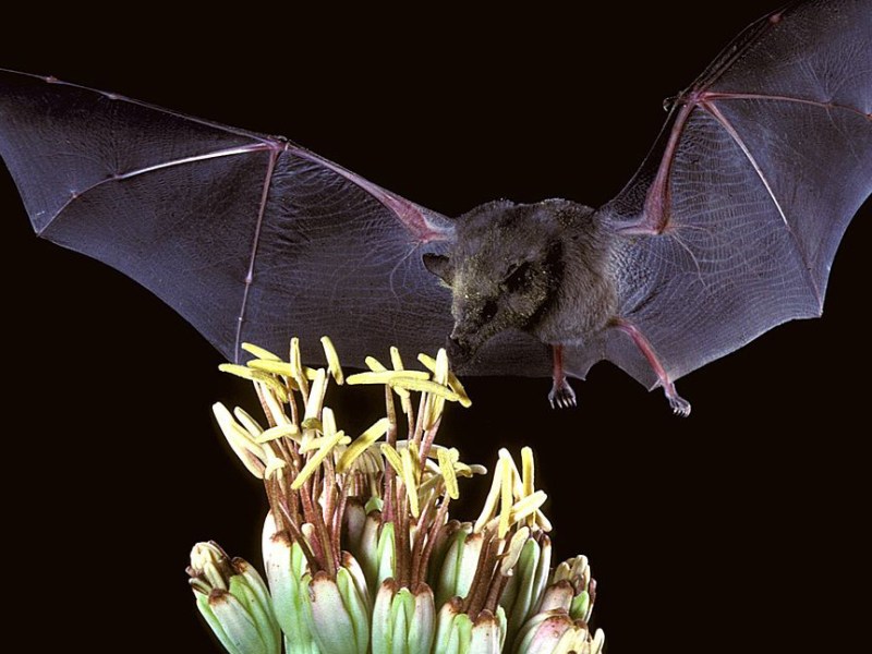 Les Plantes et l&rsquo;écholocation