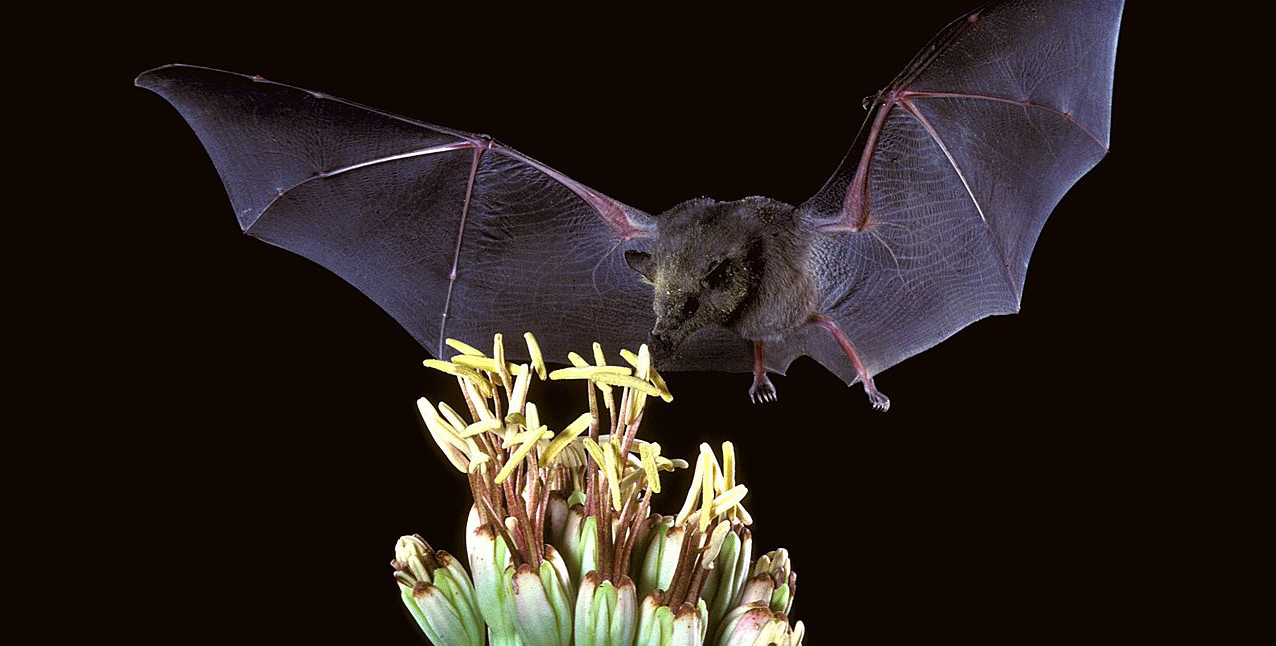 bat licking nectar from a flower