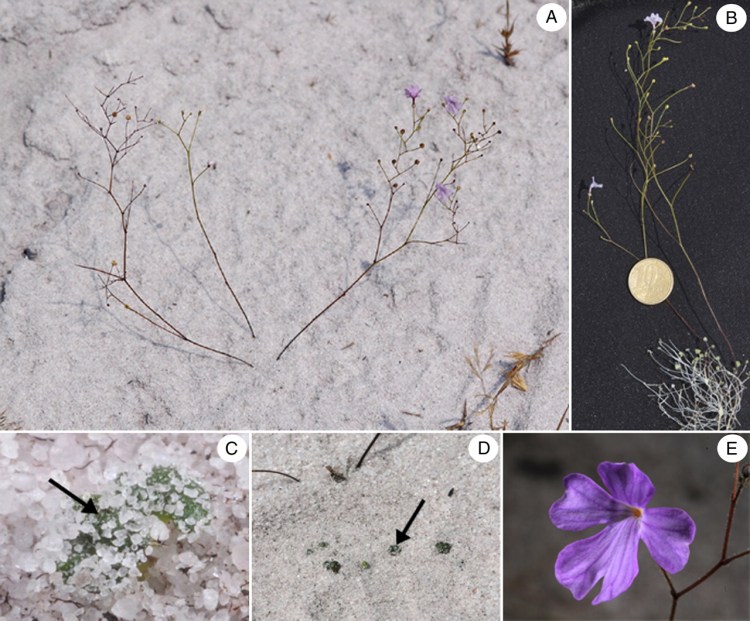 Philcoxia minensis carnivore du désert