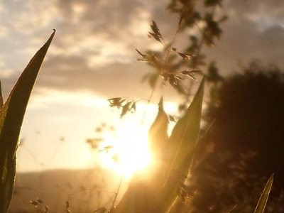 La nuit, tous les arbres sont-ils gris&nbsp;?