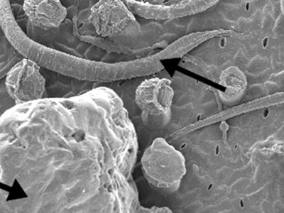 PEB#1 – Philcoxia, une carnivore&nbsp;attachante