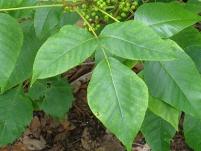 PEB#2 – Sumac vénéneux et super&nbsp;héros