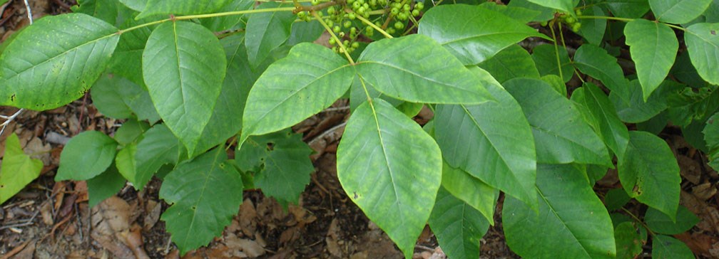 NPS photo/Abby Adkins