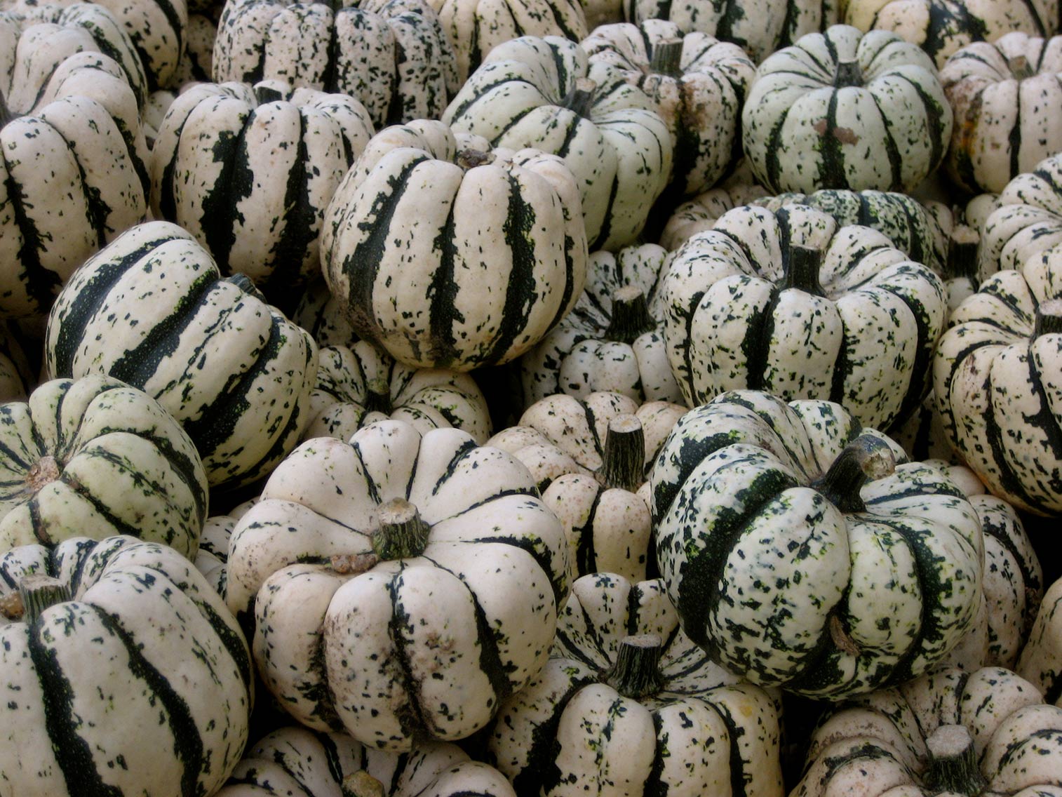 citrouilles et courges