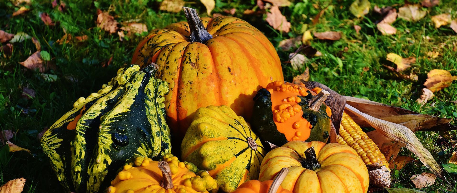 citrouilles-halloween