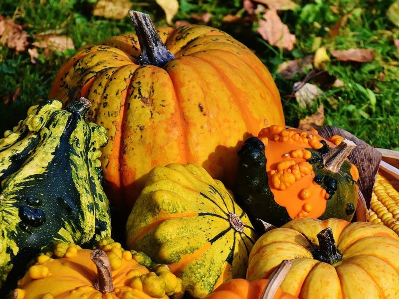 PEB#4 – Trouille, citrouille&nbsp;!