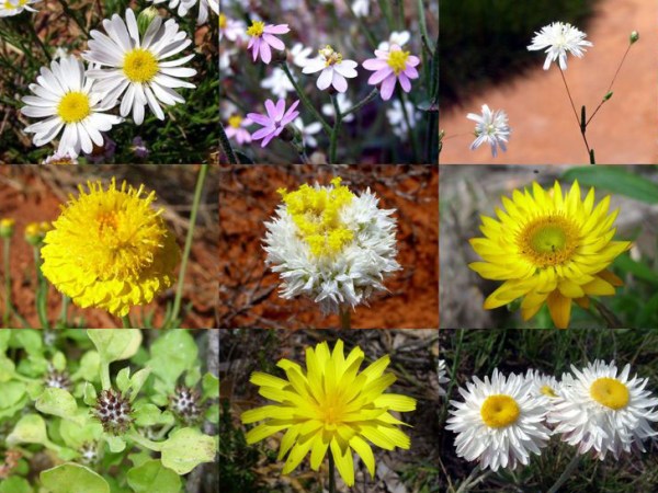 Le Plantoscope – cabinet de curiosités&nbsp;végétales