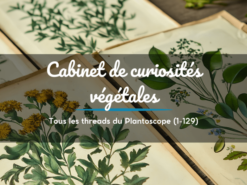 Le Plantoscope – cabinet de curiosités&nbsp;végétales