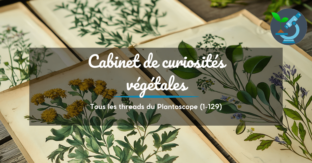 Cabinet de curiosités végétales #1