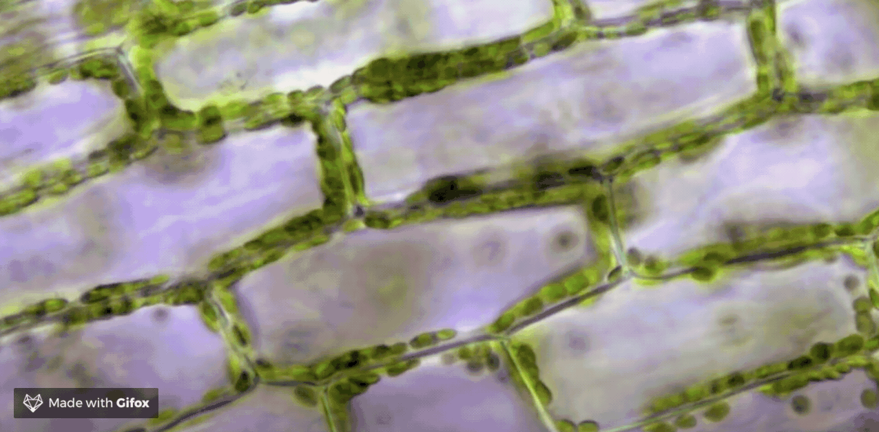 cyclose chloroplastes