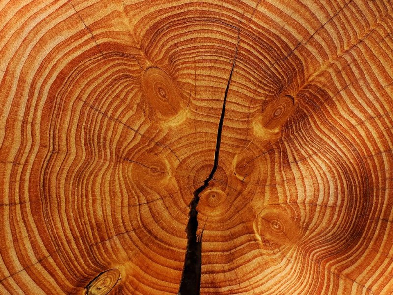 Dendrochronologie : les cernes du&nbsp;temps