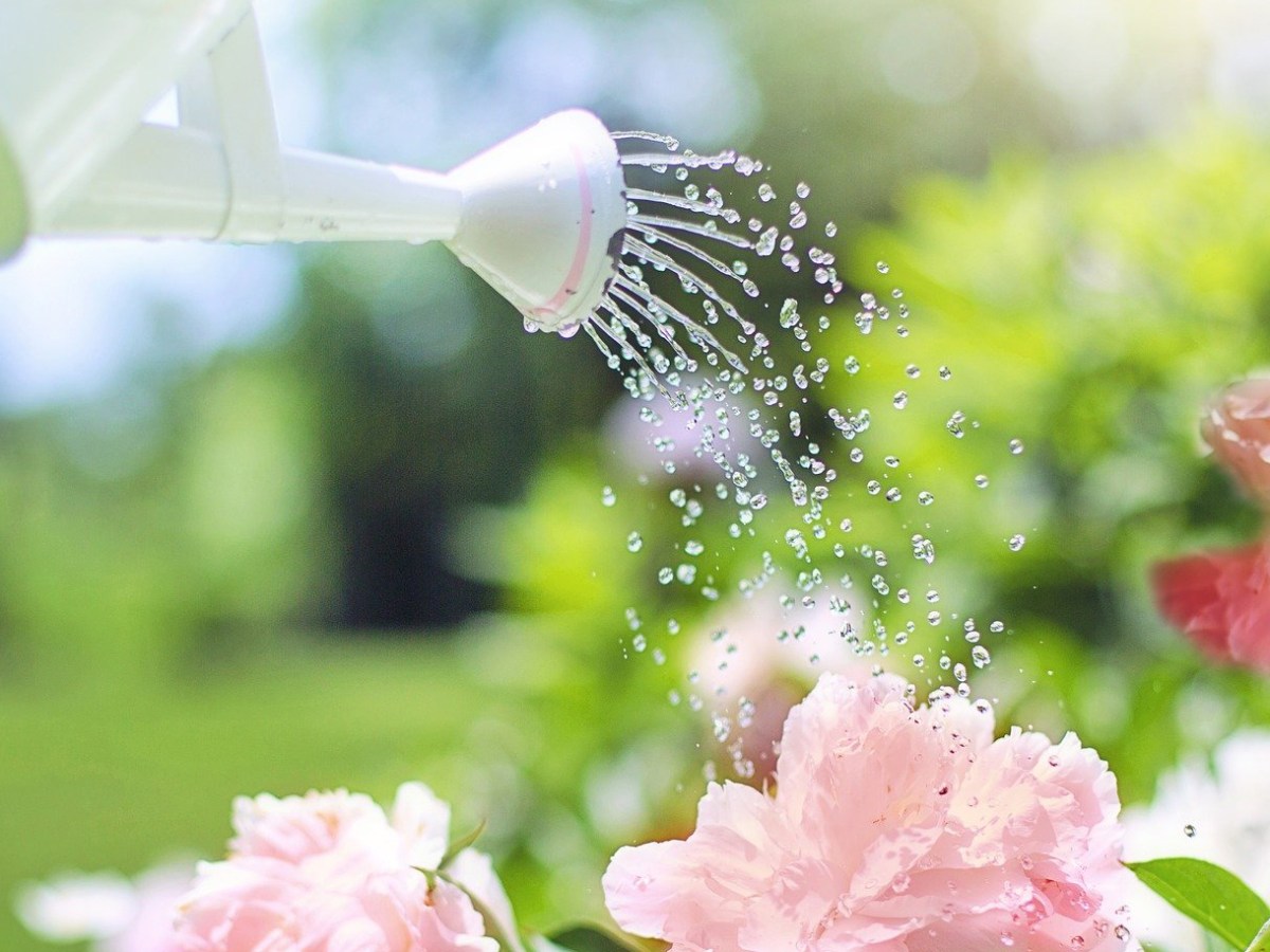 Les plantes brûlent si on les arrose au soleil : info ou intox&nbsp;?