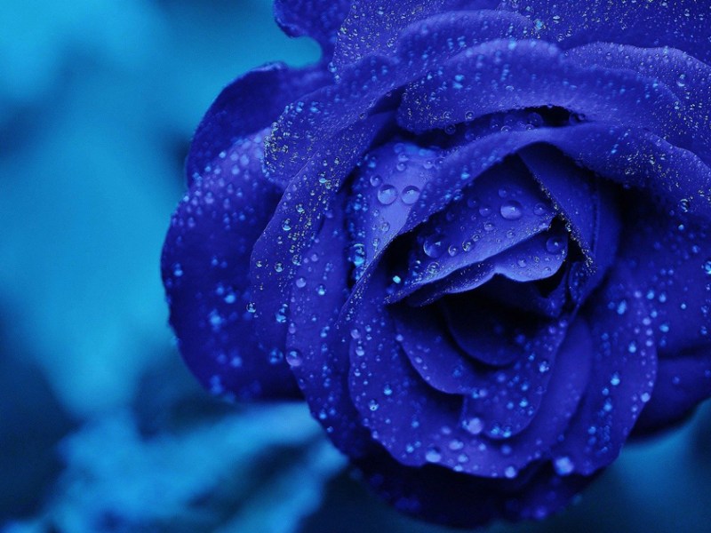 Pas facile d&rsquo;être fleur bleue&nbsp;!