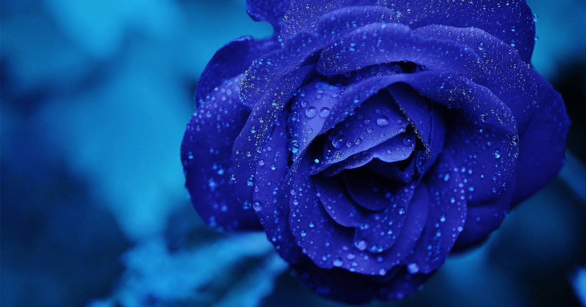 rose bleue