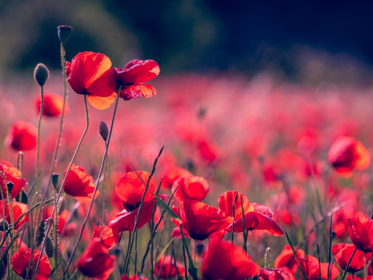 Quand les plantes voient&nbsp;rouge.