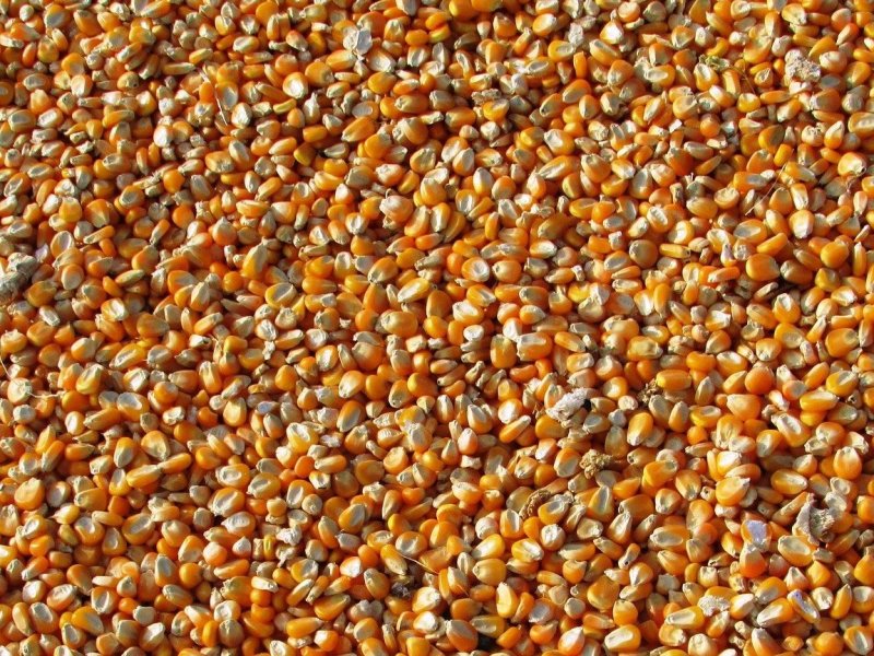 Prenez-en de la graine&nbsp;!