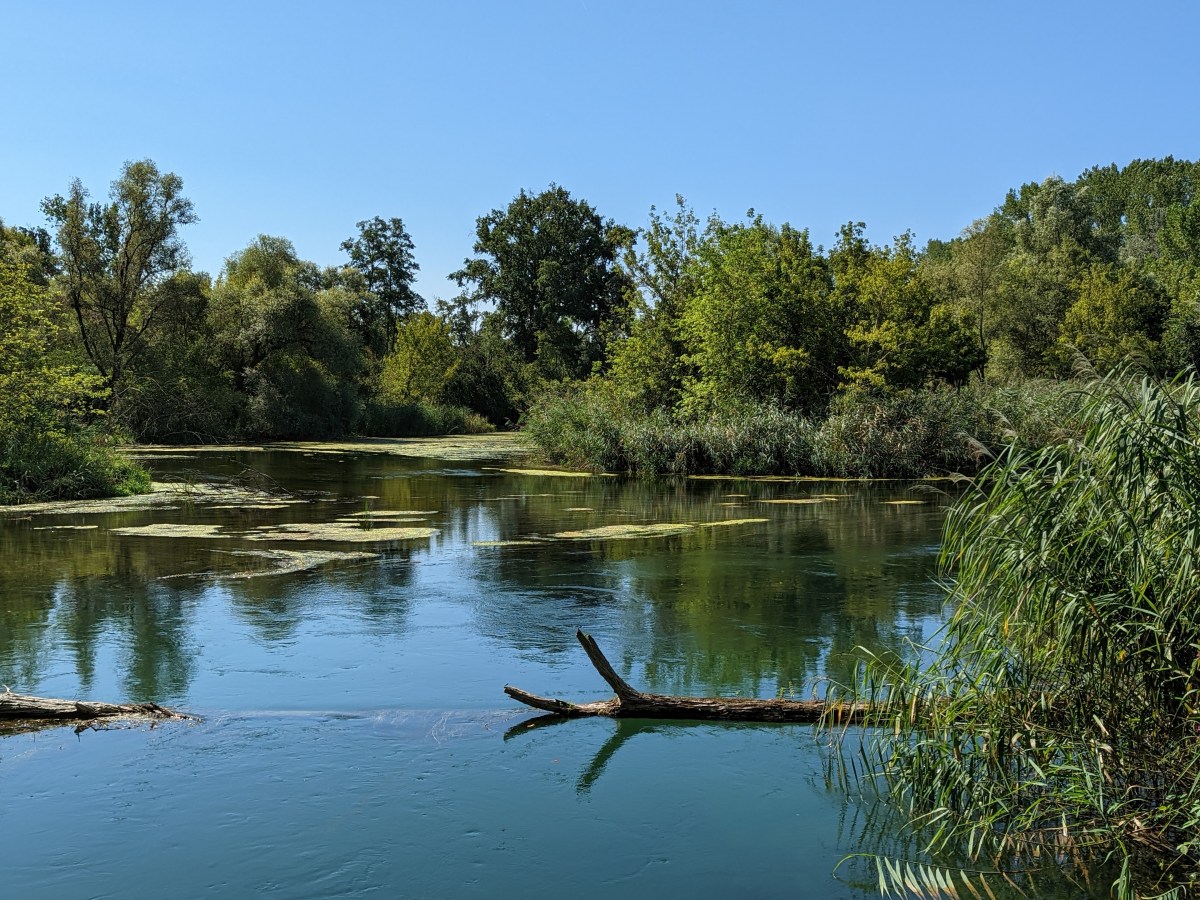 La réserve naturelle de l&rsquo;île de&nbsp;Rhinau