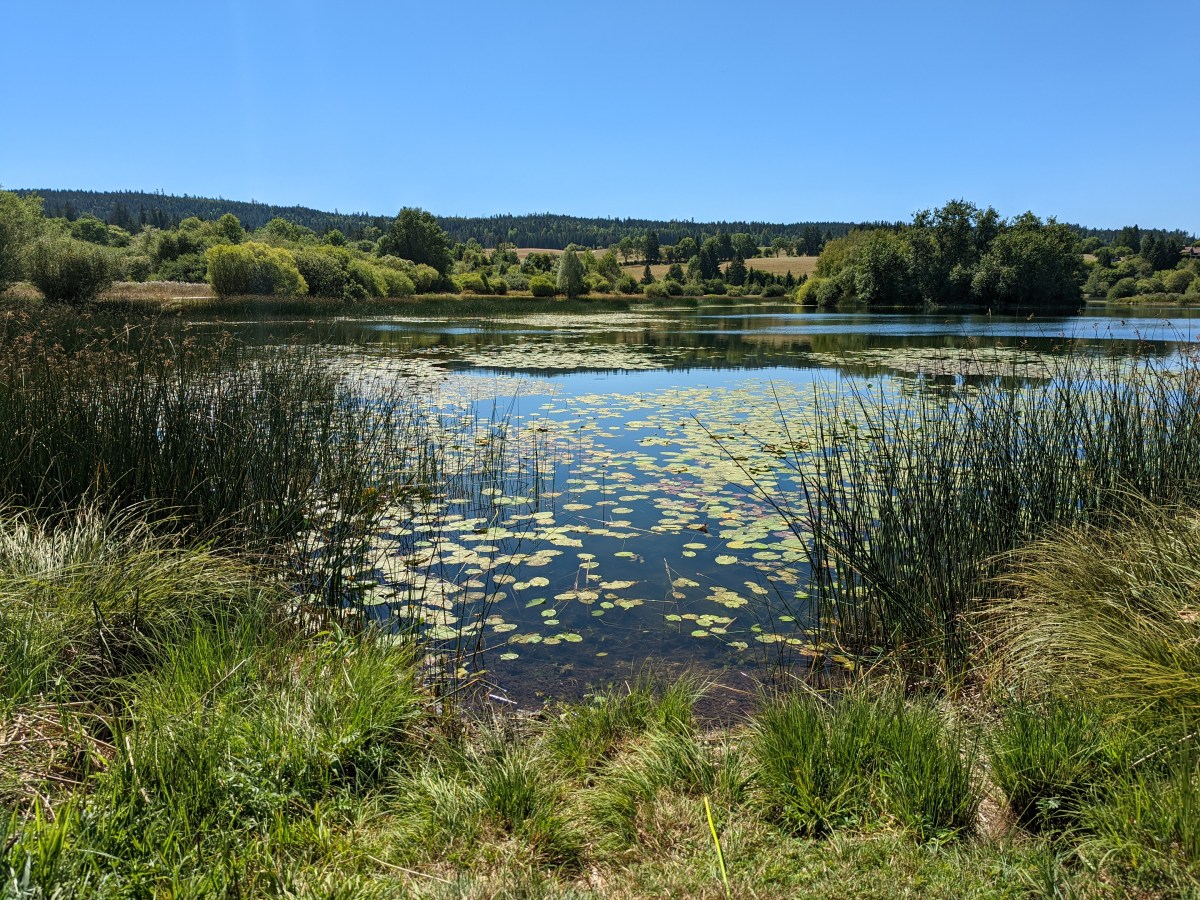 La réserve naturelle du lac de&nbsp;Remoray