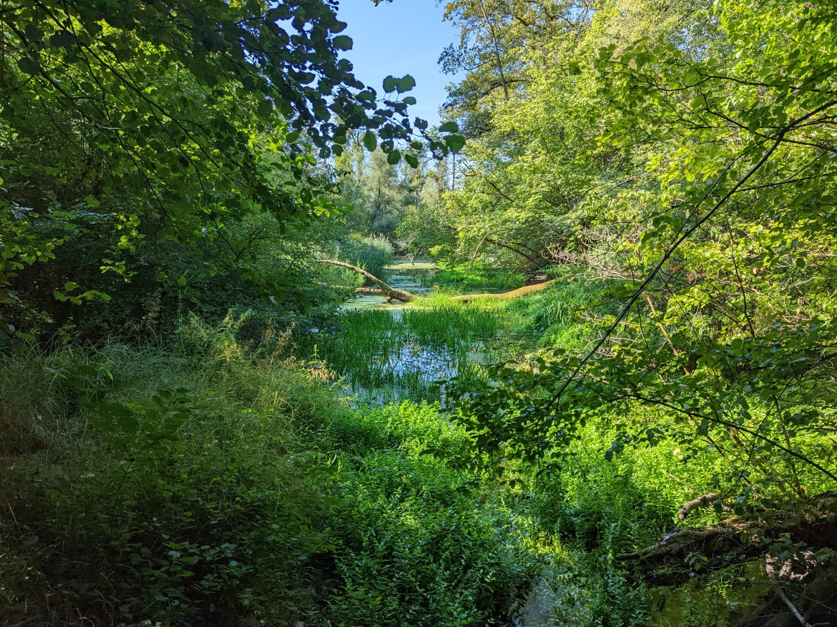 La réserve naturelle de la forêt d&rsquo;Offendorf