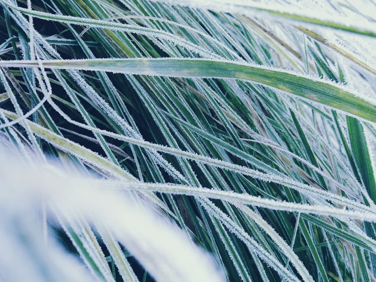 Ces plantes qui n&rsquo;ont pas froid aux yeux&nbsp;!