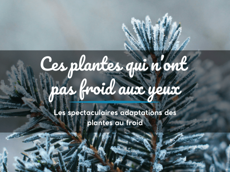 Ces plantes qui n&rsquo;ont pas froid aux yeux&nbsp;!