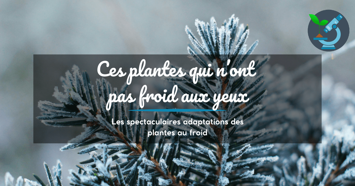 Ces plantes qui n'ont pas froid aux yeux - article sur les adaptations des plantes au froid