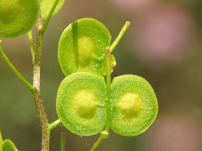 Quand les botanistes voient&nbsp;double