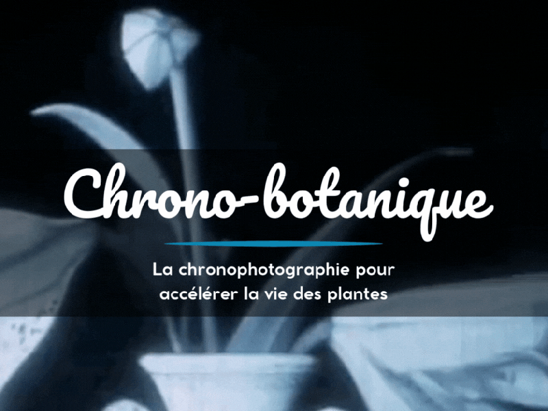 Chrono-botanique