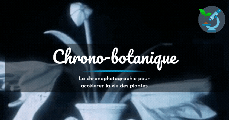 Chrono-botanique