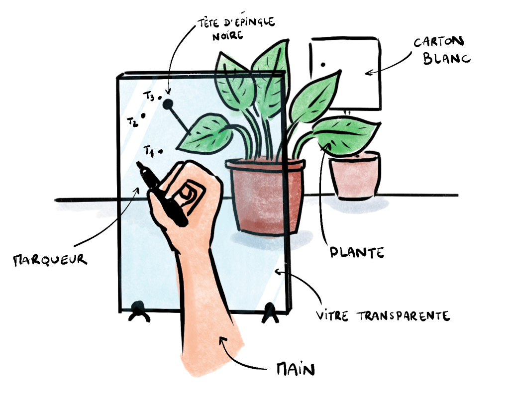 Schéma de l'expérience de Darwin pour suivre le mouvement des plantes. 