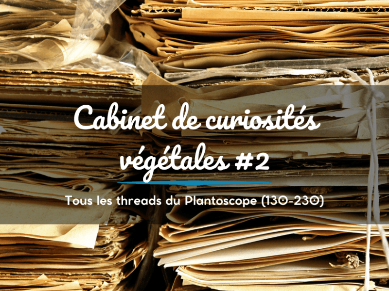 Le Plantoscope – cabinet de curiosités végétales&nbsp;#2